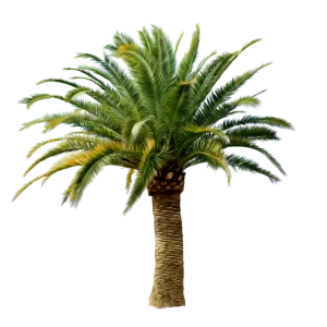 palm_tree_PNG2486